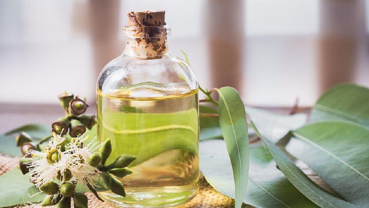 Ilustrasi minyak kayu putih, Sumber : haibunda.com